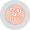 Stem cell collected