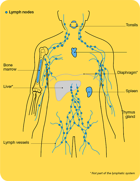 Anatomy of the lymphatic system
