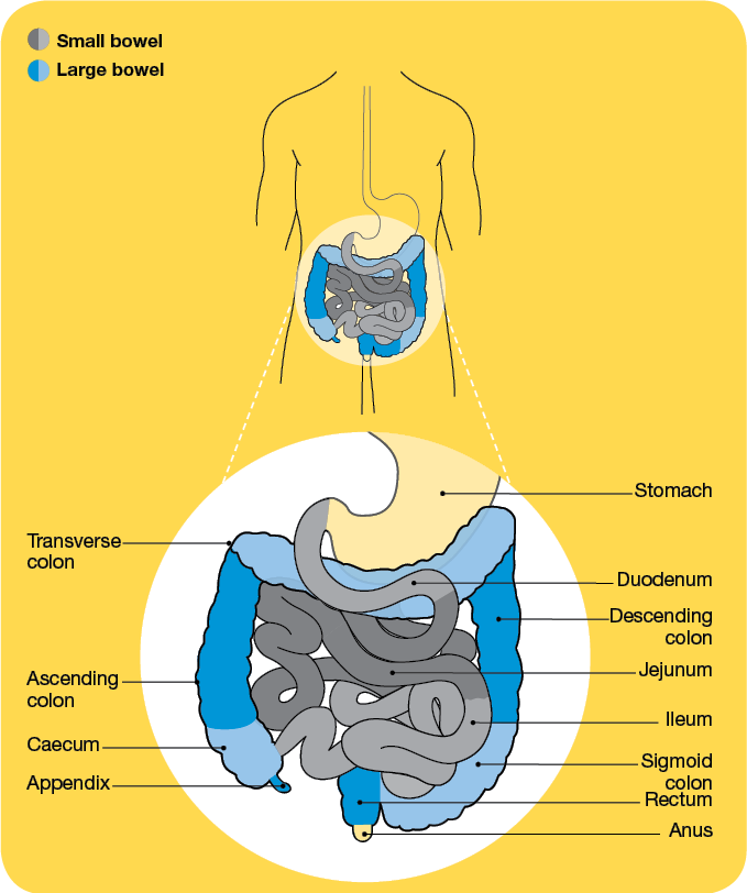 the lower digestive system