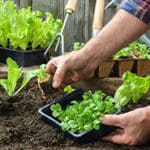 How to make a vegie garden