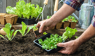 How to make a vegie garden