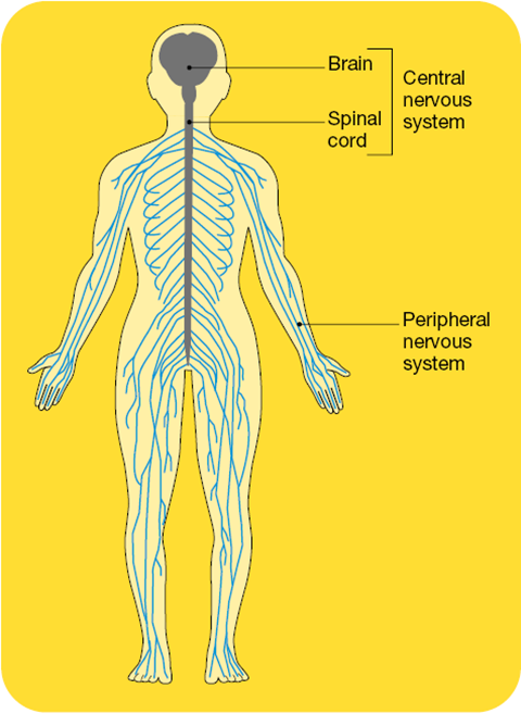 Nervous System