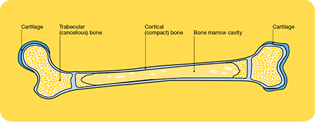Primary Bone