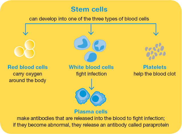 Stem cells