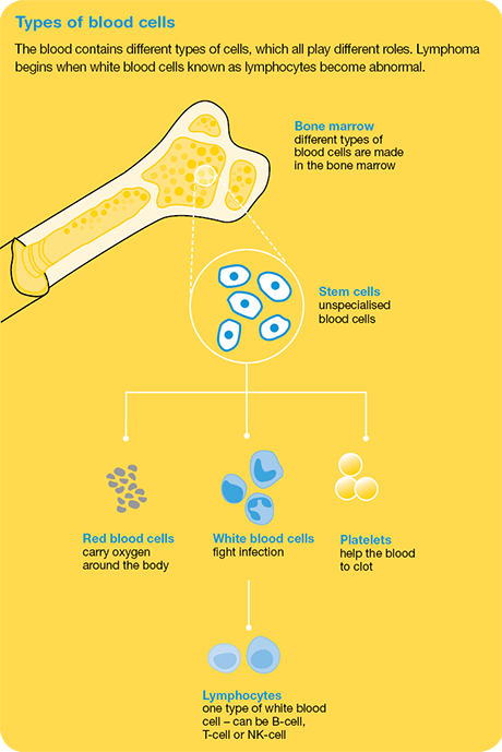 Types of blood cells