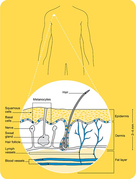 layers of the skin