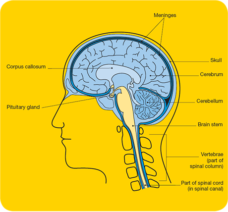 Diagram brain and spinal cord
