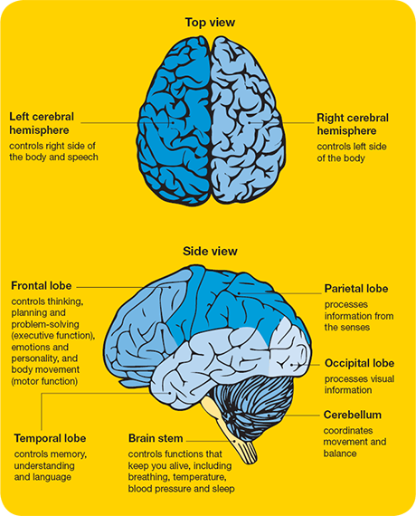 Diagram of parts of the brain