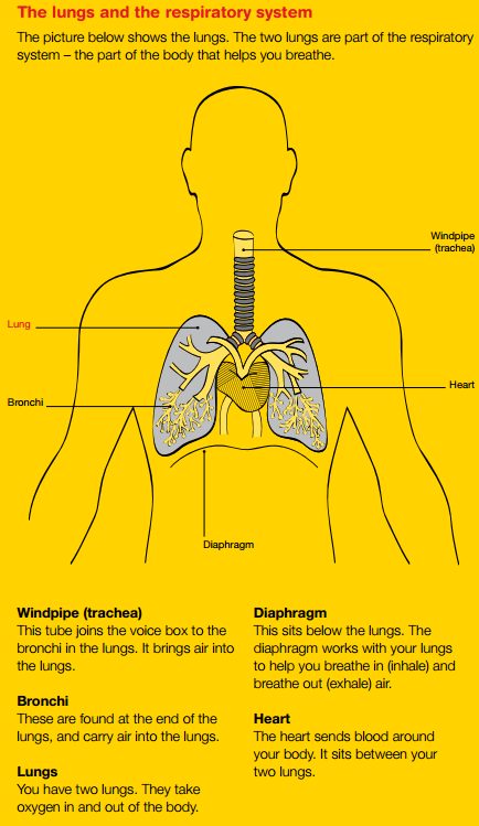 lungs and respiratory system