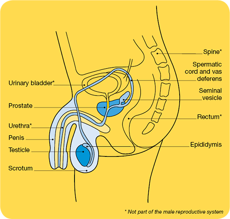 male reproductive system