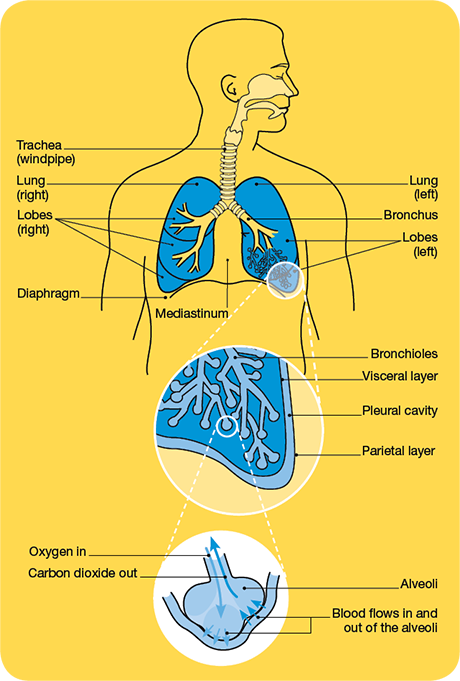 respiratory system lung