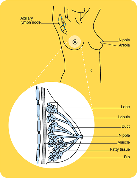 the breasts diagram
