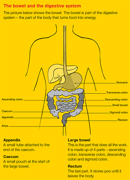 The bowel & digestive system