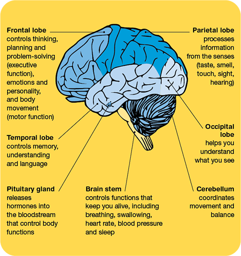 A side view of the brain with various parts labelled with their functions. Frontal lobe controls executive and motor functions. Parietal lobe processes sensory information. Occipital lobe helps you understand what you see. Temporal lobe controls memory, understanding and language. Pituitary gland releases hormons into the bloodstream that control body functions. Brain stem controls functions that keep you alive such as breathing and swallowing. Cerebellum coordinates movement and balance.