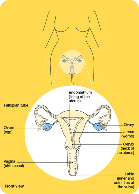 female reproductive system