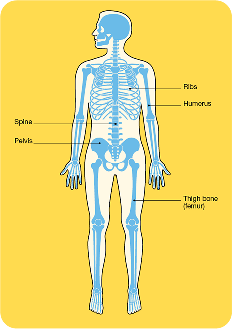 Bones of the body