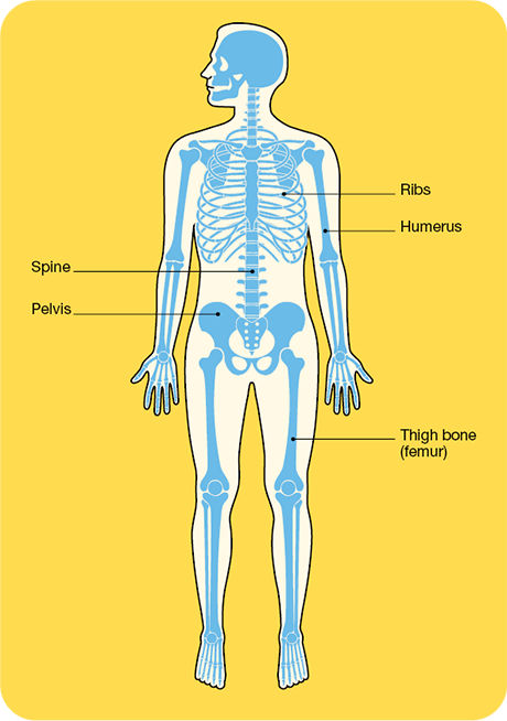Bones of the body