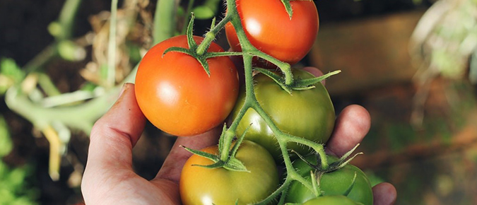 Use your scraps to regrow vegetables. 