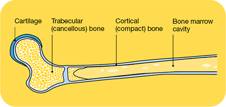 bone structure