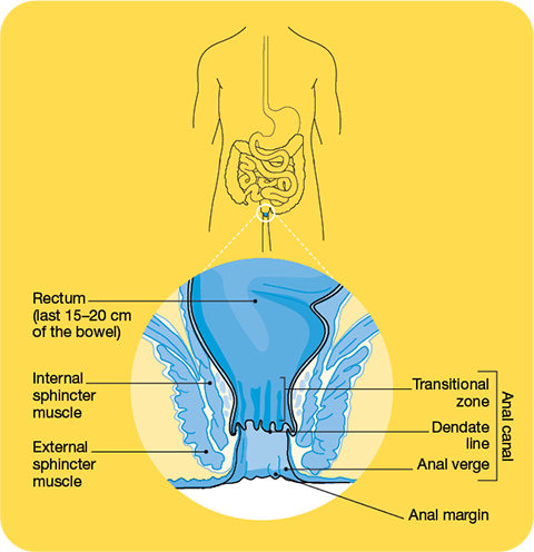 the anus