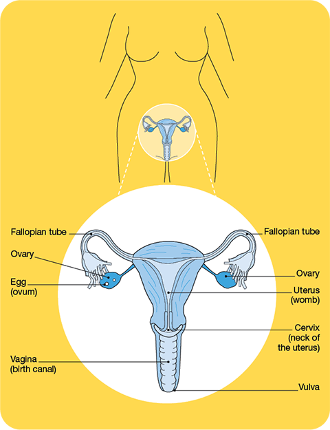 The Female Reproductive System Fertility And Cancer Cancer Council Nsw