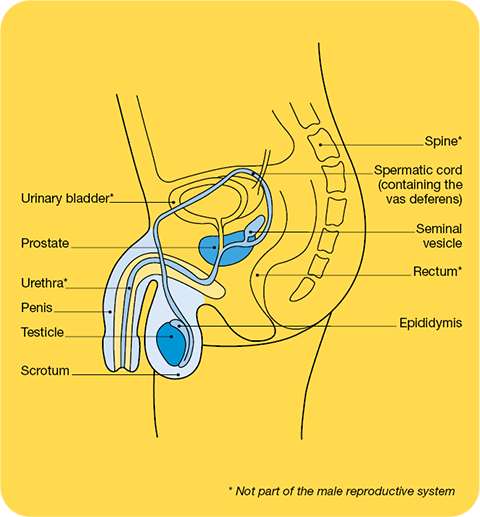 Male reproductive system