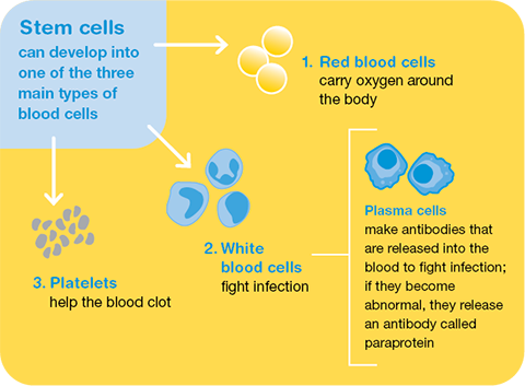 Stem cells