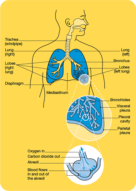 the respiratory system