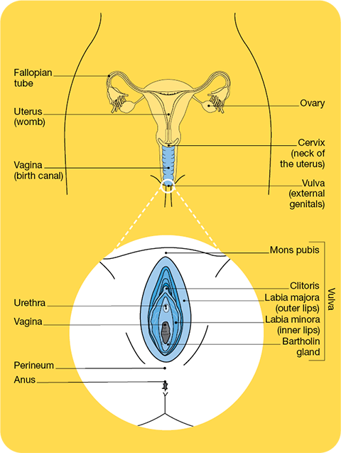 A diagram of the different parts of the female reproductive system