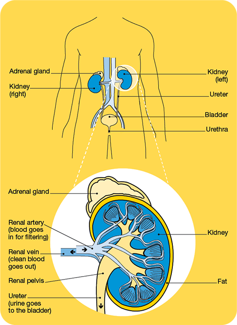 Anatomical drawing of the urinary system