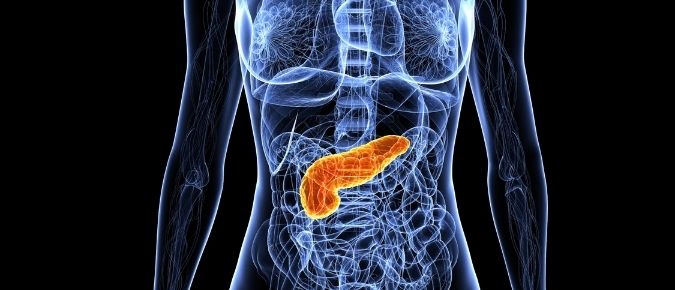 Antomy of a stomach and pancreas