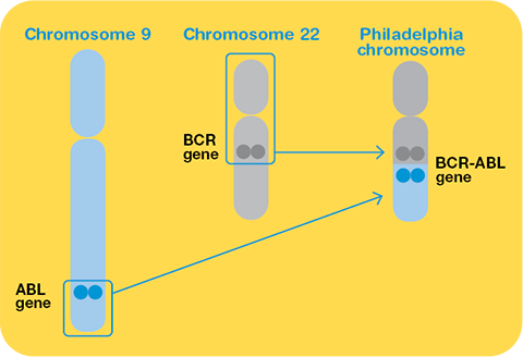 Philadelphia chromosome 