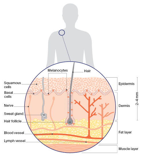 layers of skin
