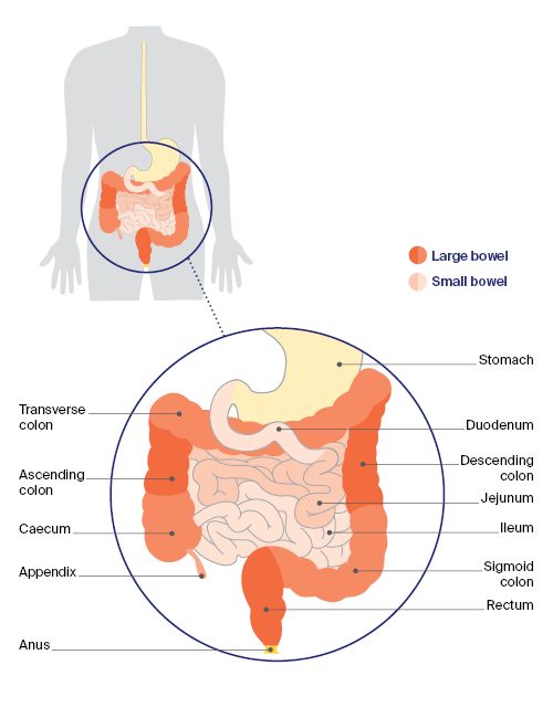 Lower digestive system Bowel