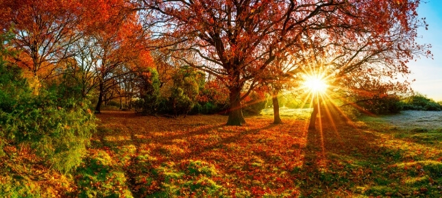 Sun shining through trees covered in autumn leaves. 