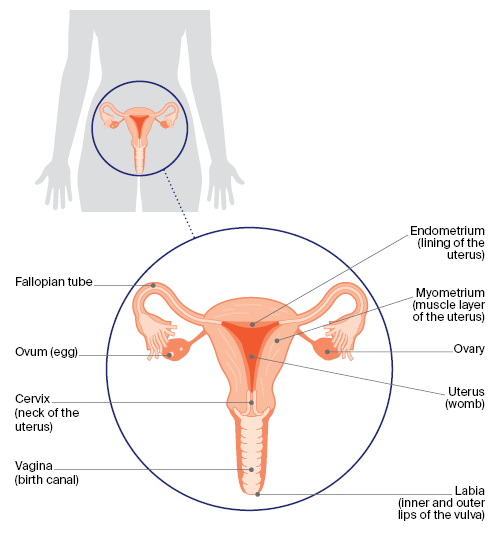 Anatomy of the female reproductive system. 