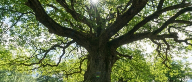Trees provide natural shade. 