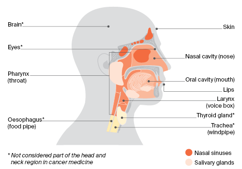 diagram of head and neck