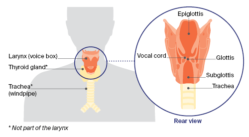 larynx
