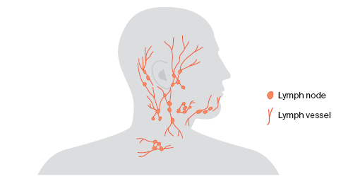 lymph nodes in head and neck