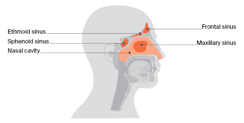 Nasal cavity and sinuses