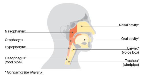 pharynx