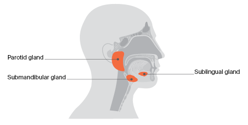 Salivary glands