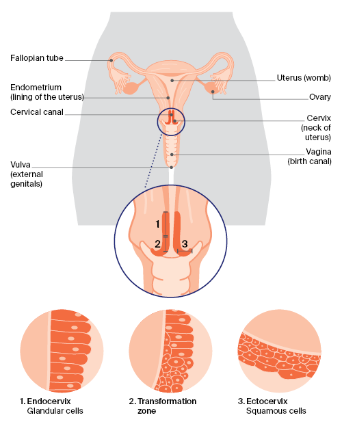 Anatomy of the female reproductive system and the different types of cells in the cervix.