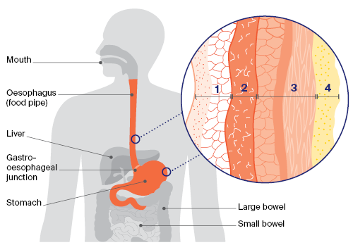 anatomy of oesophagus and stomach