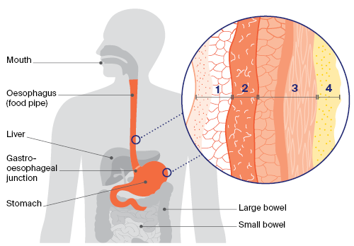 Anatomy of the oesophagus and stomach