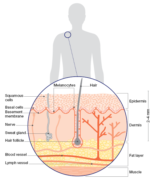 Diagram showing the layers of the skin. 