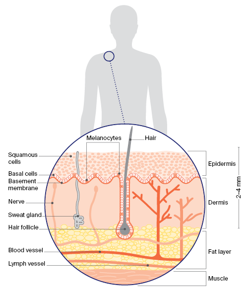 Diagram showing the layers of the skin.