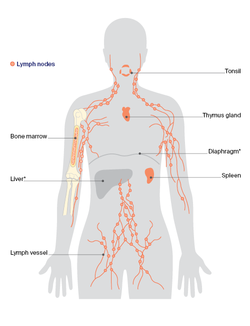 Parts of the lymphatic system