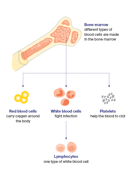 types of blood cells